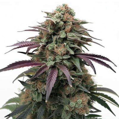 Apple Fritter Feminized Seeds by ILGM