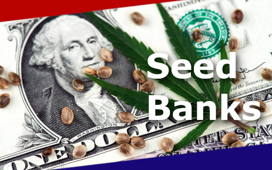 Cannabis Seeds on Dollar