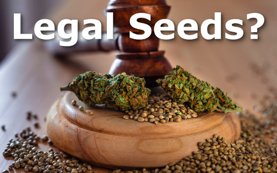 Cannabis Seeds with Gavel