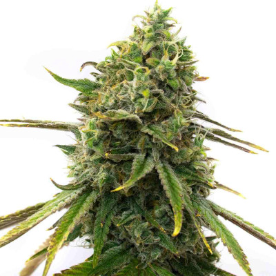 Strawberry Cough Feminized Seeds by Homegrown Cannabis Co.