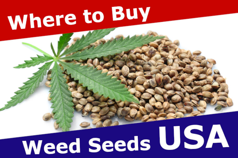 Weed Seed USA: Where to Buy Cannabis Seeds Online in America