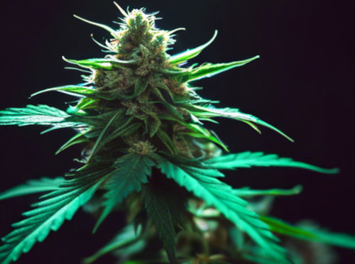 cannabis plant bud closeup