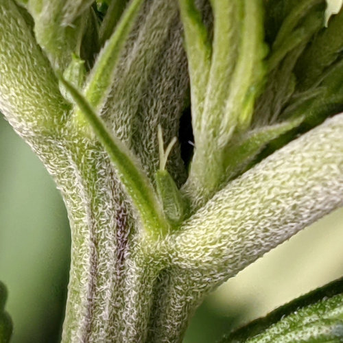 closeup preflower pistil female cannabis