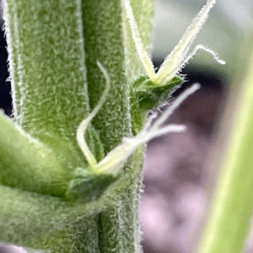 female cannabis plant pistil preflower