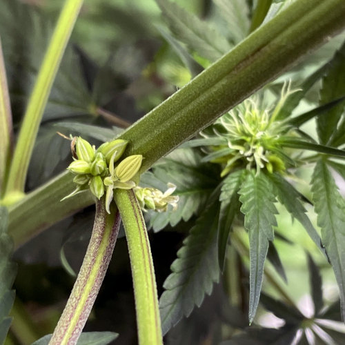 Hermaphrodite cannabis plant with both male and female parts