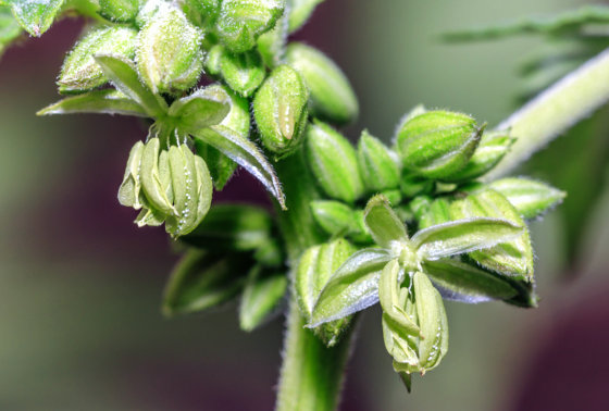 Open pollen sacs from male cannabis plant