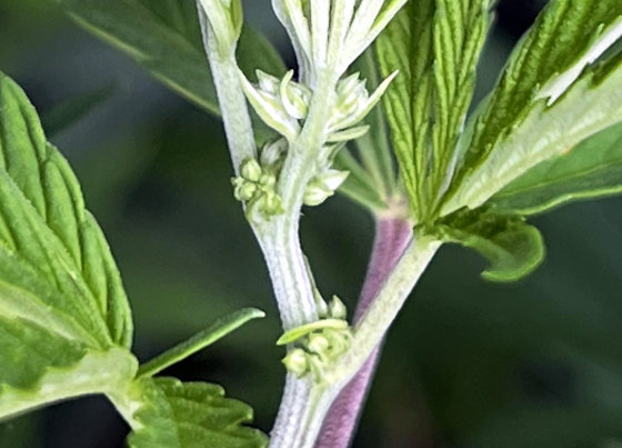 male cannabis plant showing pollen sac