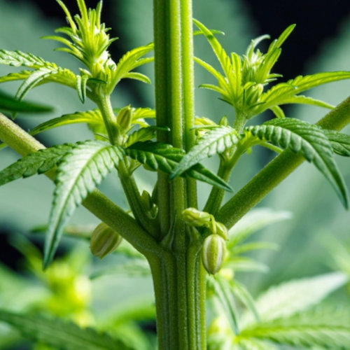 male cannabis preflower sac closeup