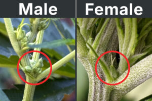 Male vs. Female Cannabis Plants: Differences and How to Identify