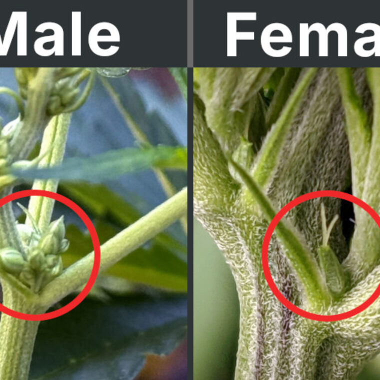Male vs. Female Cannabis Plants: Differences and How to Identify - USEED -  Cannabis Seed Bank & Business Services