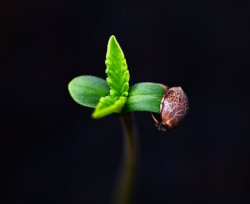 autoflower cannabis seedling