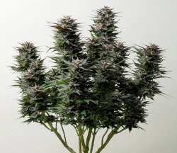autoflower weed plant flowering, buds