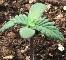 cannabis seedling closeup