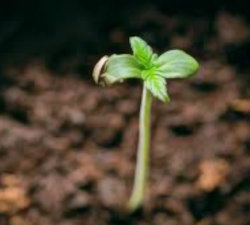 cannabis seed germinating
