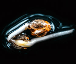 cannabis seedlings germinating