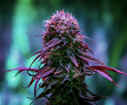 colorful autoflower cannabis plant
