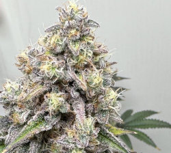 female cannabis plant closeup bud