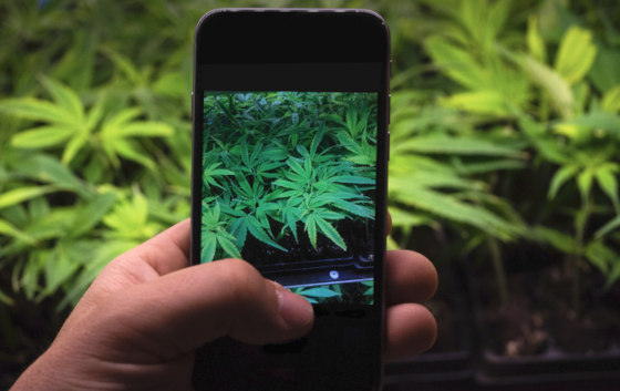 taking photo of cannabis with phone