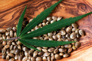 2025’s Top Cannabis Seed Breeders USA: Market Report
