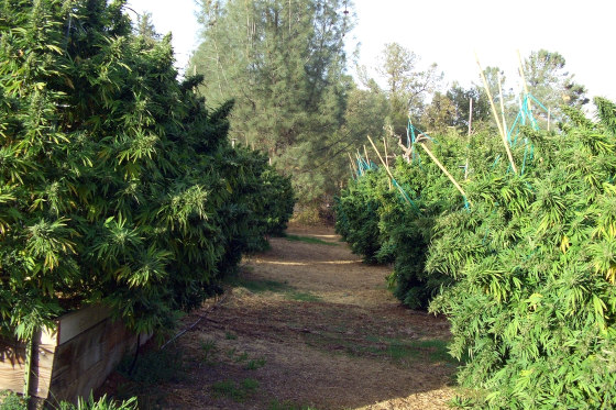 california cannabis outdoor farm