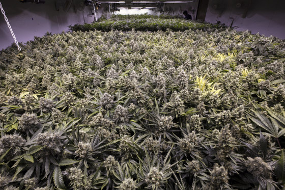 colorado commercial cannabis indoor grow room