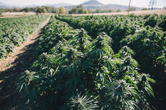 commercial cannabis field plants