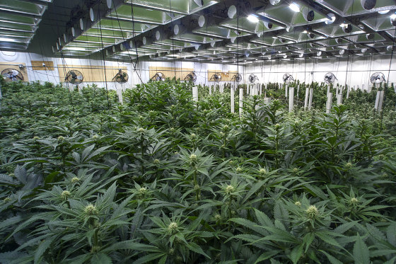 commercial cannabis indoor large-scale grow