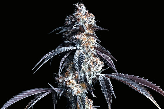 craft cannabis flower plant closeup