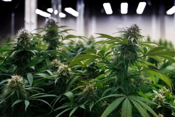 indoor grow room lights cannabis