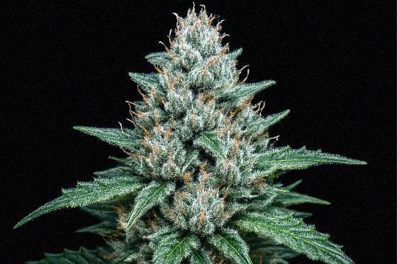 marijuana plant bud cola closeup
