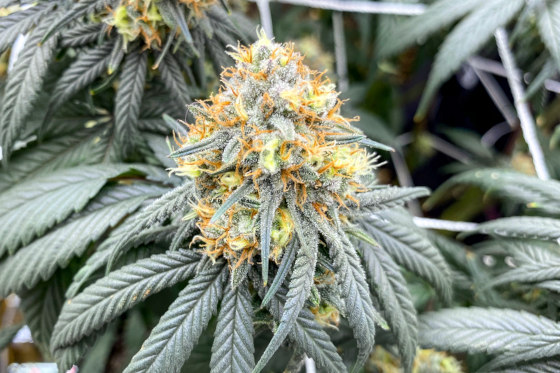 michigan indoor marijuana plant closeup