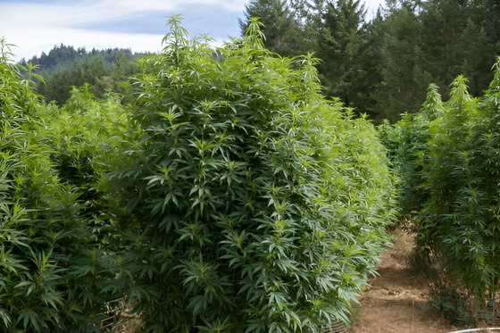 oregon marijuana plantation outdoors