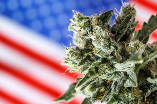 cannabis plant in front of american flag