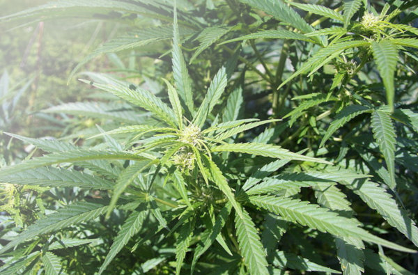 cannabis plants growing outdoors flowering