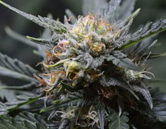 flowering cannabis bud pistil closeup