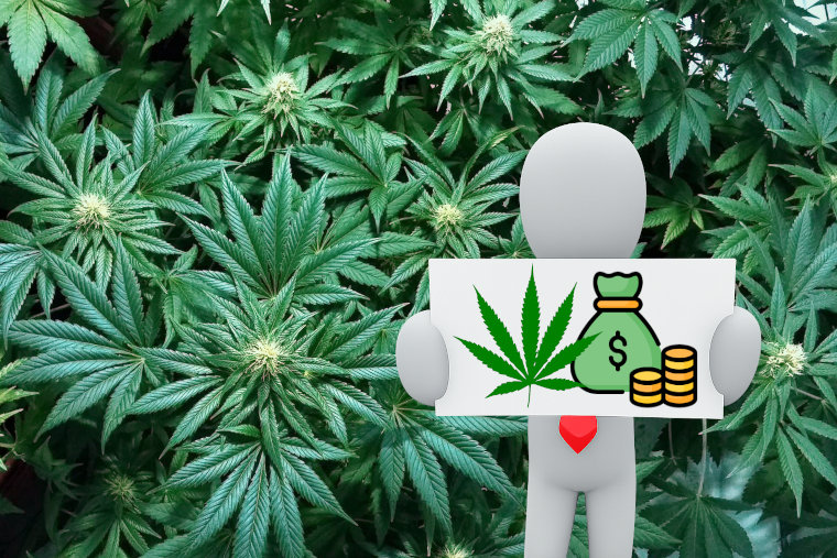 business man with cannabis and money sign; marijuana plants background