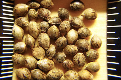 cannabis seeds measured closeup