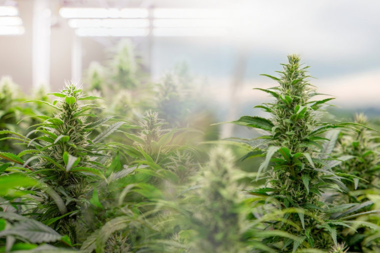 indoor vs outdoor cannabis cultivation