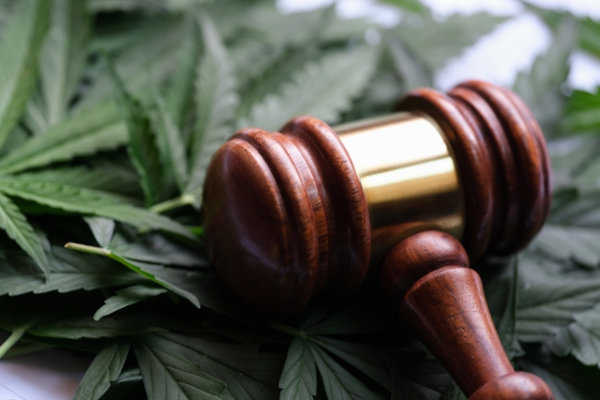 judge gavel on cannabis leaves