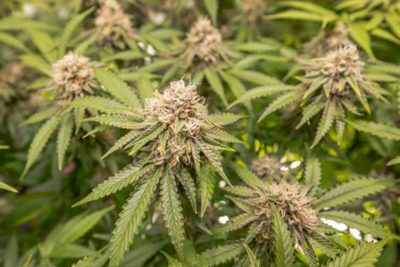 budding cannabis plants closeup