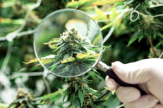 budding marijuana plant via magnifying glass