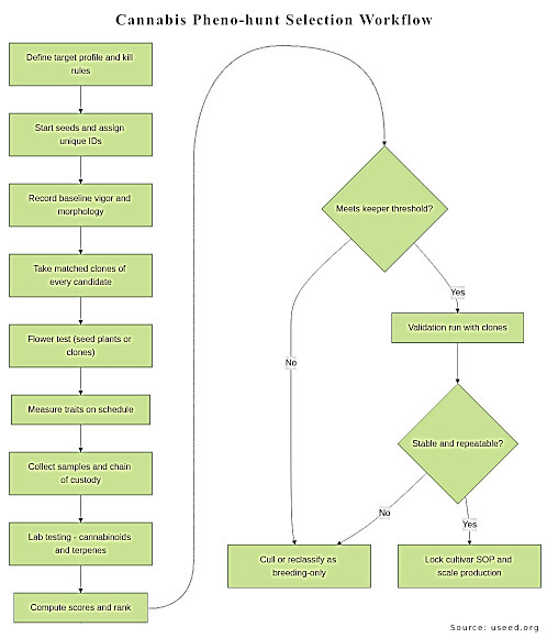cannabis pheno hunt selection flowchart infographic