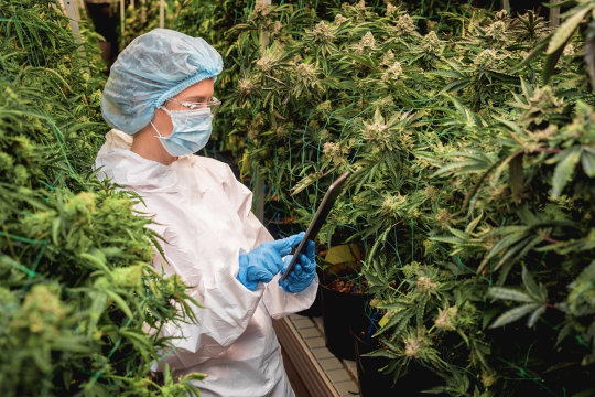 cannabis researcher analyzing mature bud plants