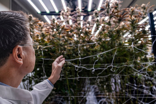cannabis researcher inspecting indoor plant