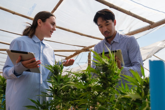 cannabis researchers inspecting greenhouse plant