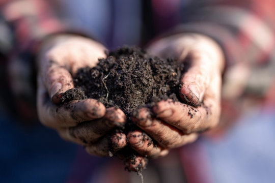 farmer holding rich living soil
