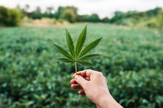 hand holding weed leaf in cannabis plant field