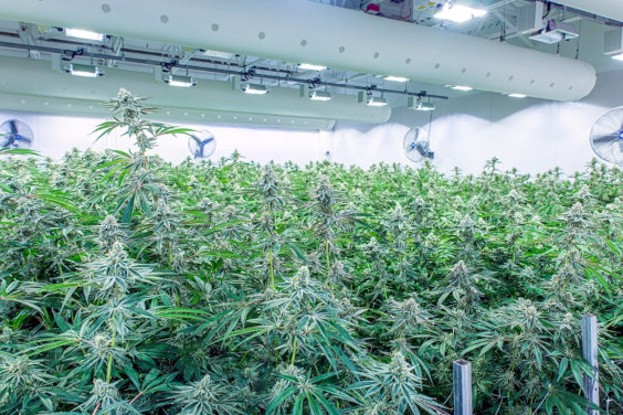 indoor cannabis cultivation facility