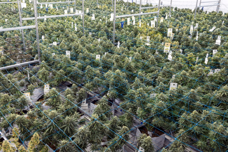 indoor grow facility with labeled cannabis flowering plants