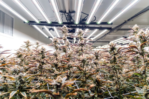 indoor marijuana plants under grow lights